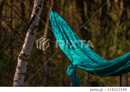 The hammock is stretched between the birch trees. Summer vacation The hammock is stretched between the birch trees. Summer vacation 114221549