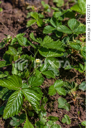 White strawberry flowers in the garden Strawberry blossoms. Growing strawberries 114221572