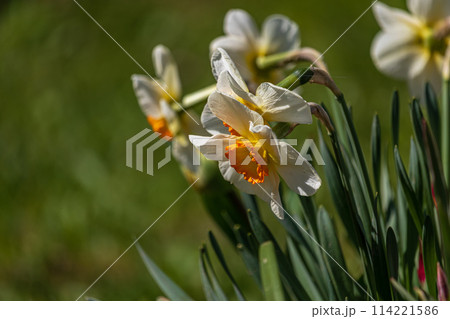 Spring flowers. Close up of daffodil flowers blooming in a garden 114221586