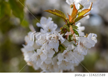 Fresh cherry blossoms moving in the wind on a tree 114221589