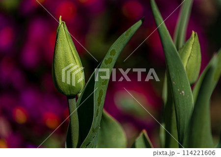 Young green new buds of tulip flowers sprout out and growth in spring season 114221606