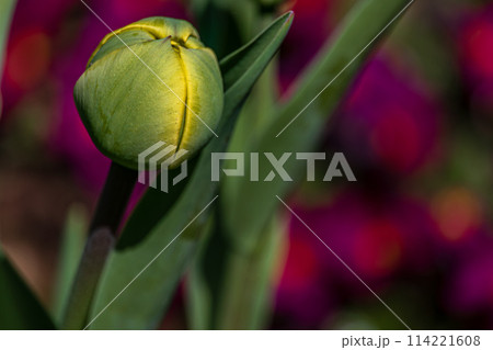 Young green new buds of tulip flowers sprout out and growth in spring season Young green new buds of tulip flowers sprout out and growth in spring season 114221608
