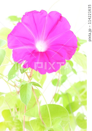 ピンク色のアサガオ　大輪の花　明るい背景 114221635
