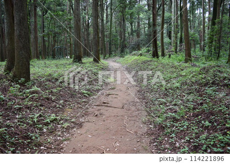 森林公園内の遊歩道 森林公園内の遊歩道 114221896