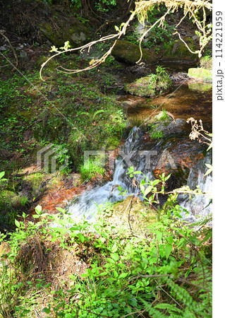 春 新緑の季節 三滝川の水辺 黒山三滝まで林道からの風景 春 新緑の季節 三滝川の水辺 黒山三滝まで林道からの風景 114221959