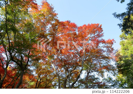鮮やか 紅葉 イロハモミジ 鮮やか 紅葉 イロハモミジ 114222206