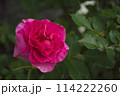 赤いバラ 114222260