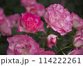 ピンクのバラ 114222261