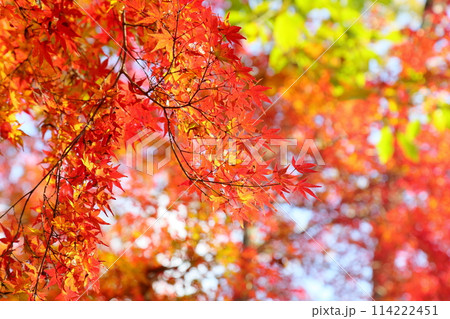 鮮やか 紅葉 イロハモミジ 鮮やか 紅葉 イロハモミジ 114222451