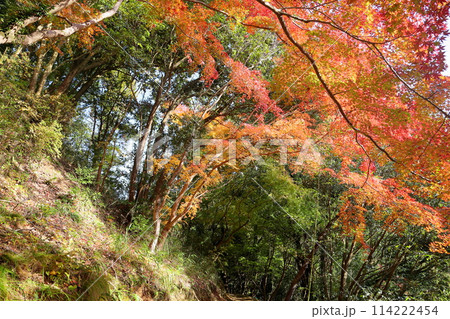 鮮やか　紅葉　イロハモミジ 114222454