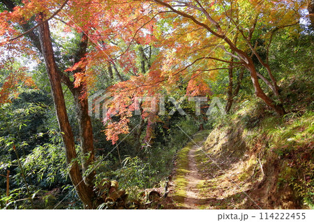 鮮やか 紅葉 イロハモミジのトンネル 鮮やか 紅葉 イロハモミジのトンネル 114222455