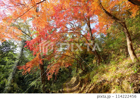 鮮やか　紅葉　イロハモミジのトンネル 114222456