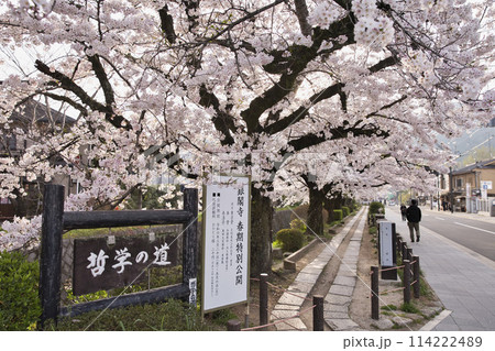 満開の桜に彩られた哲学の道 横構図2 満開の桜に彩られた哲学の道 横構図2 114222489