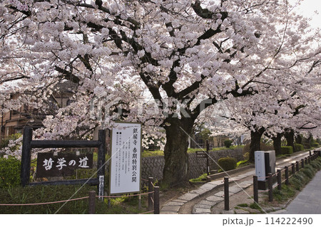 満開の桜に彩られた哲学の道 横構図3 満開の桜に彩られた哲学の道 横構図3 114222490