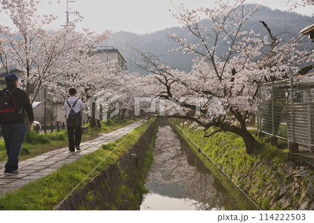 満開の桜に彩られた哲学の道　横構図7 114222503