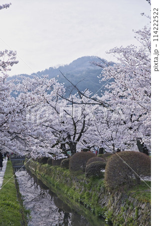 満開の桜に彩られた哲学の道 縦構図14 満開の桜に彩られた哲学の道 縦構図14 114222522