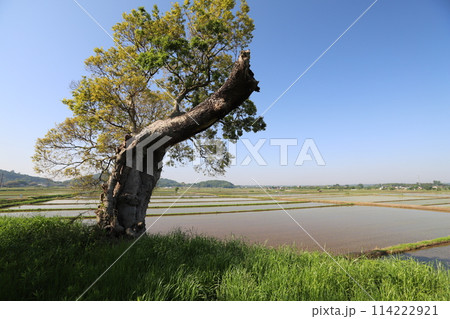 筑波山麓に広がる田園風景 114222921
