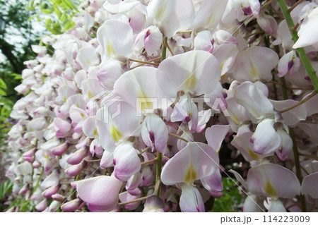 におい藤 Japanese wisteria におい藤 Japanese wisteria 114223009