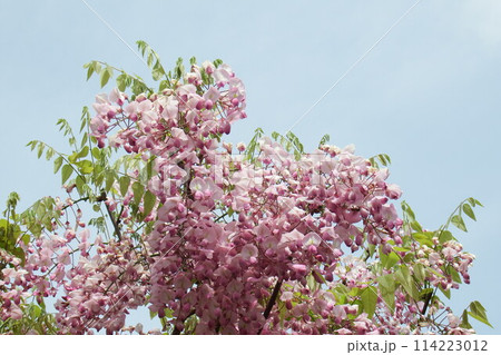 赤甲比丹　Japanese wisteria 114223012