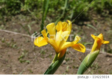 ダッチアイリス　Iris × hollandica 114223014