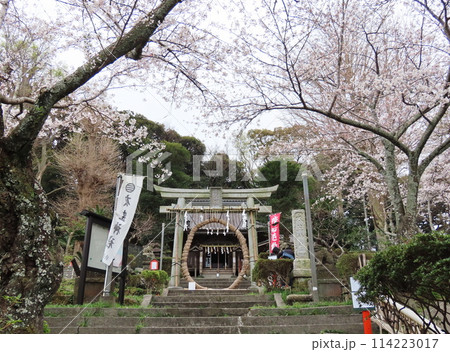 衣笠神社の桜　 114223017