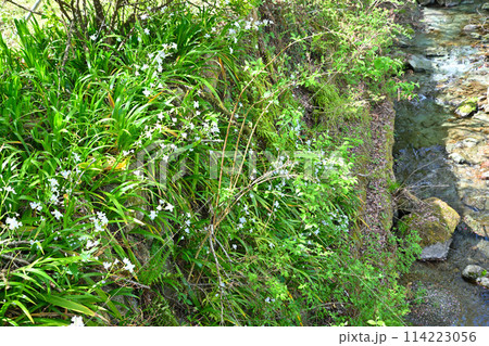 越辺川起点付近 シャガの花 春新緑の里風景 越辺川起点付近 シャガの花 春新緑の里風景 114223056