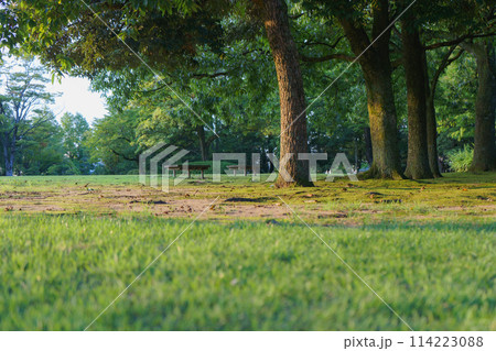 早朝の静寂な公園 114223088