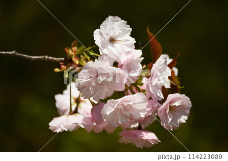 八重桜満開 八重桜満開 114223089