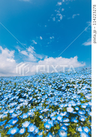 ネモフィラの花が咲き誇る風景 ネモフィラの花が咲き誇る風景 114223278