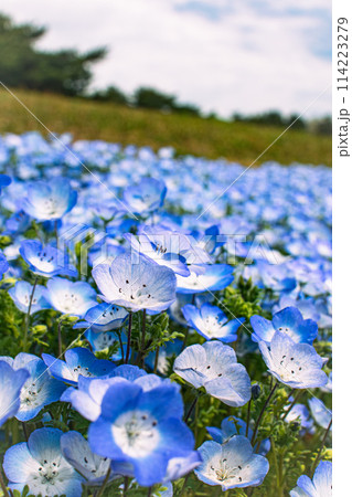 青いネモフィラ 114223279