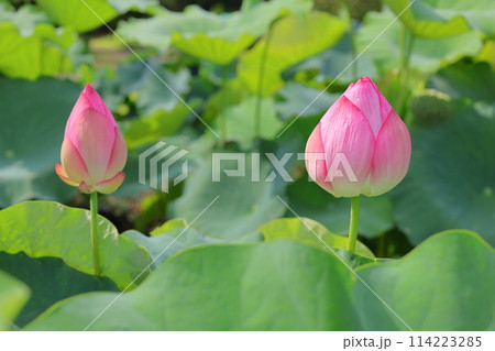 ハスのつぼみ 114223285