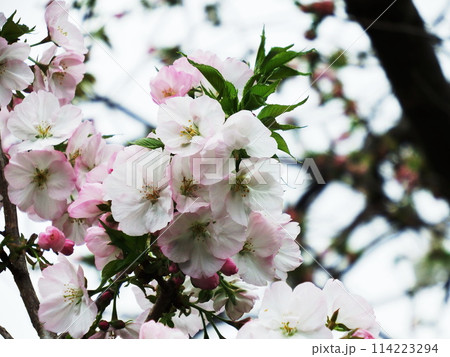 キリガヤ Cherry blossom キリガヤ Cherry blossom 114223294