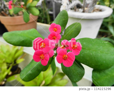 ハナキリン Euphorbia milii ハナキリン Euphorbia milii 114223296