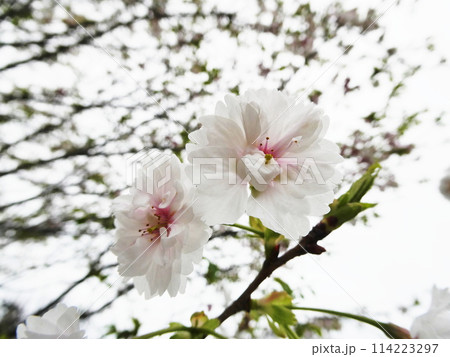 コブクザクラ　Cherry blossom 114223297