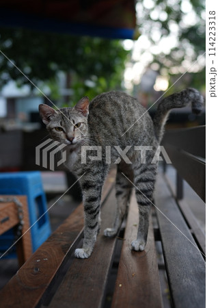 足長猫(伸び) 足長猫(伸び) 114223318