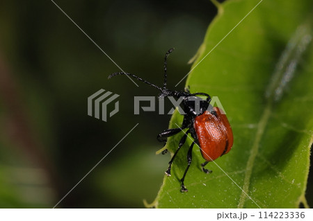 生き物　昆虫　アシナガオトシブミ、鼻先の長いオス。赤い前翅に長く湾曲した前脚、四月のクヌギの木で 114223336