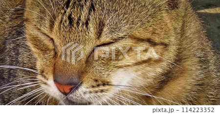 beautiful cute abandoned street cat with fluffy fur, a stray cat in the street beautiful cute abandoned street cat with fluffy fur, a stray cat in the street 114223352