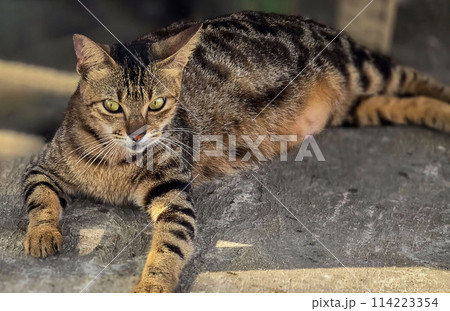 beautiful cute abandoned street cat with fluffy fur, a stray cat in the street beautiful cute abandoned street cat with fluffy fur, a stray cat in the street 114223354