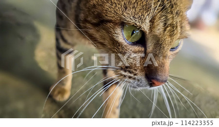 beautiful cute abandoned street cat with fluffy fur, a stray cat in the street beautiful cute abandoned street cat with fluffy fur, a stray cat in the street 114223355