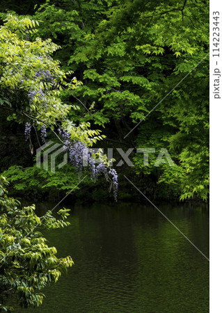 大宮池の新緑と藤の花 鳥取県 樗谿公園 大宮池の新緑と藤の花 鳥取県 樗谿公園 114223443