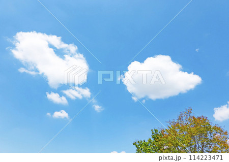 初夏の青空と木立 114223471