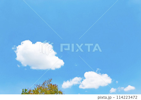 初夏の青空と木立 初夏の青空と木立 114223472