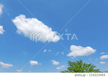 初夏の青空と木立 114223483