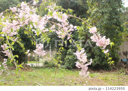 令和の桜の開花 114223950