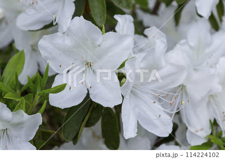 綺麗に咲いた白いツツジの花 躑躅 綺麗に咲いた白いツツジの花 躑躅 114224102