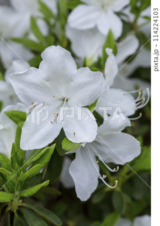 綺麗に咲いた白いツツジの花 躑躅 綺麗に咲いた白いツツジの花 躑躅 114224103