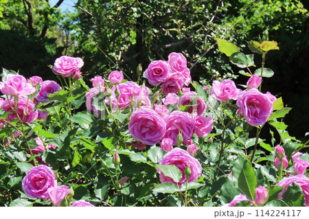 バラ(薔薇) Rose Rosa バラ(薔薇) Rose Rosa 114224117