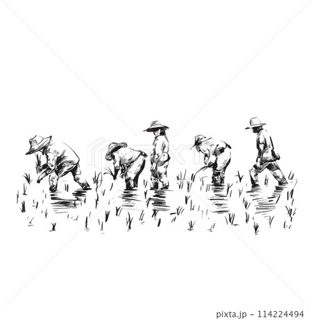 Drawing of Thai Farmers are planting rice in the farm. 114224494
