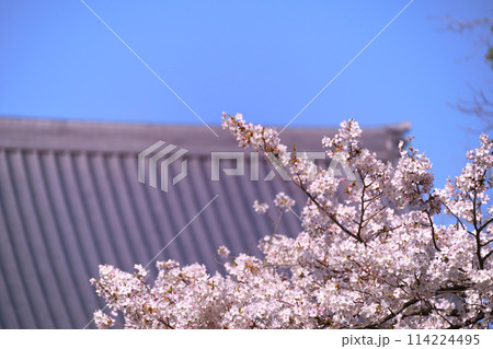 お寺の屋根と満開の桜 114224495