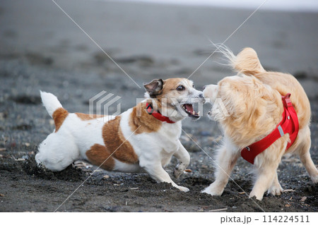 喧嘩をする犬 喧嘩をする犬 114224511